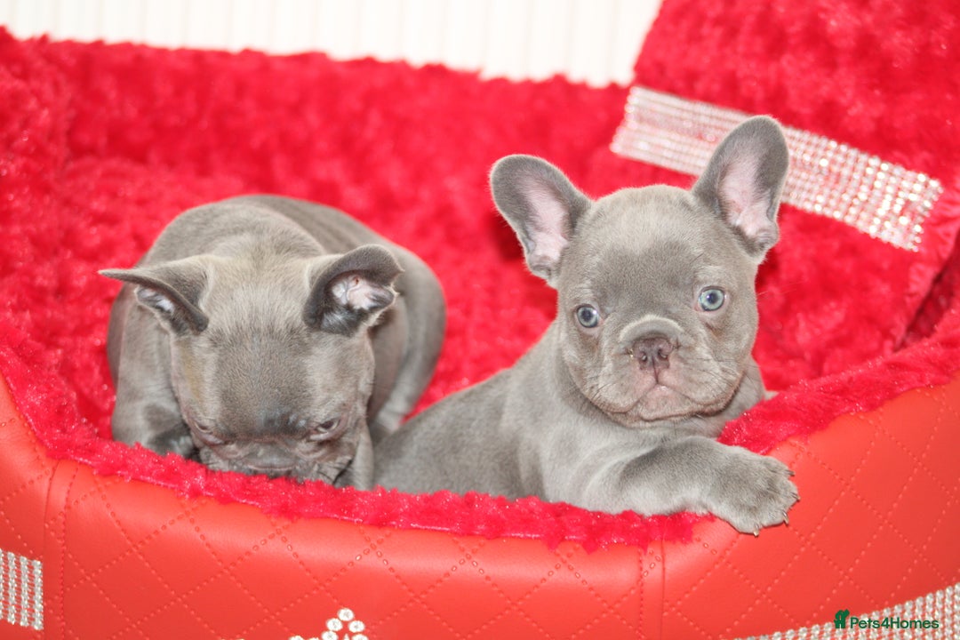 French Bulldog dogs for sale: Solid lilac French bulldog’s  - Advert 12