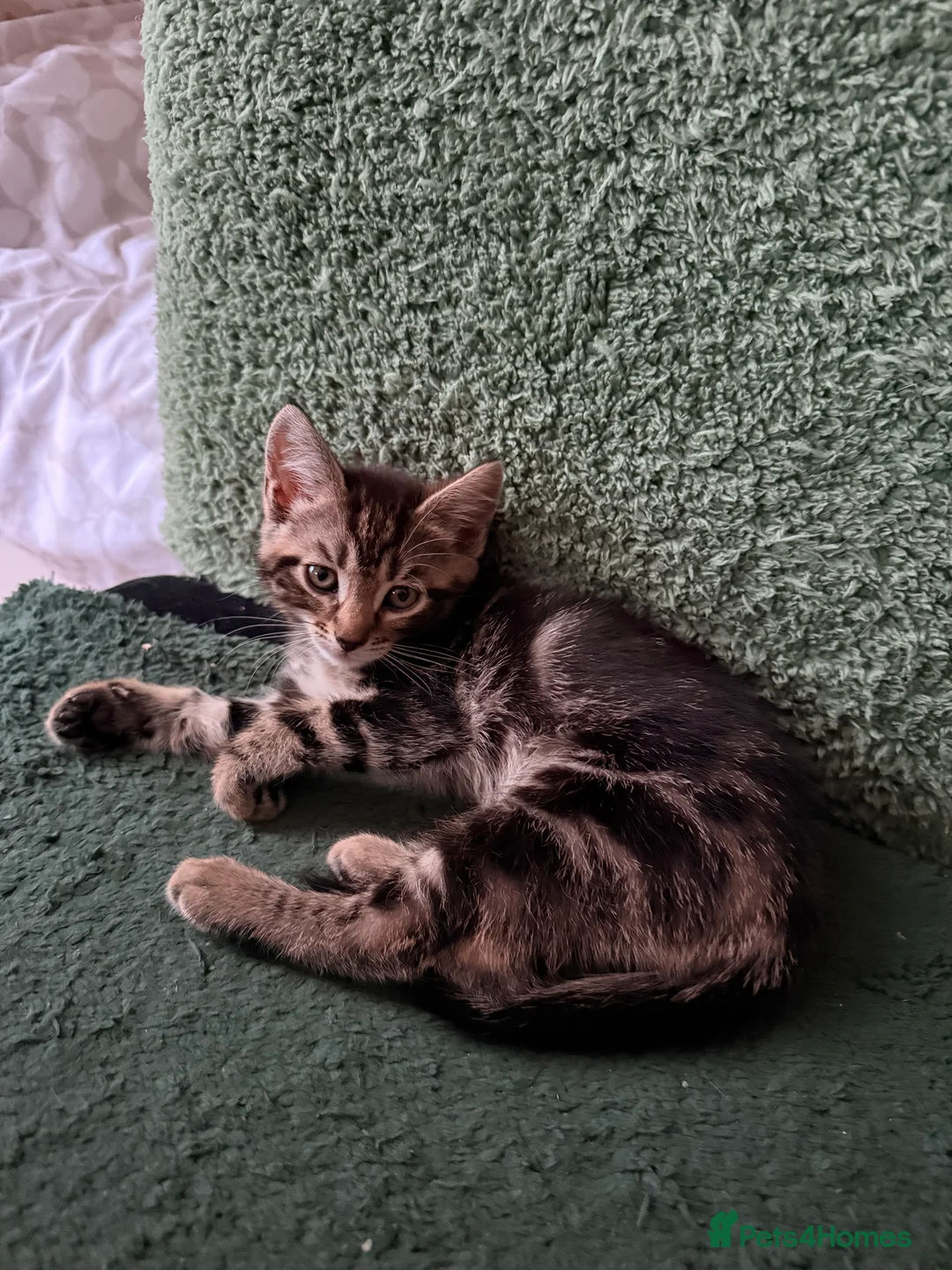 British Longhair cats for sale: Four adorable kittens! - Advert 4