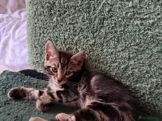 British Longhair cats fully tabby girl - Advert 6