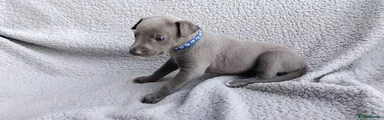 Mr Blue