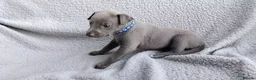 Whippet dogs for sale: KC Registered True to type whippets - Advert 3