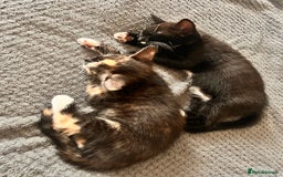 Domestic Shorthair cats for sale: Two kittens  - Image 3