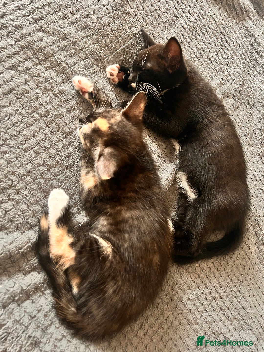 Domestic Shorthair cats for sale: Two kittens  - Image 3