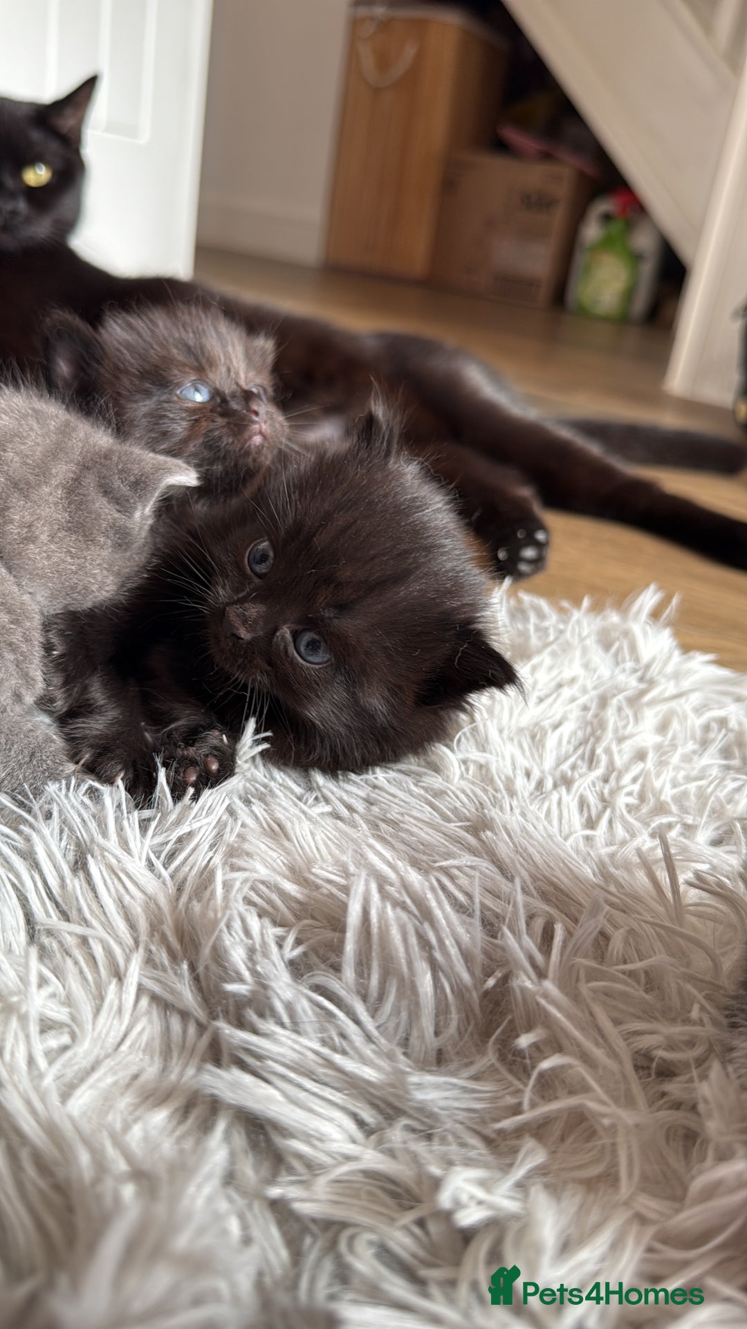 British Shorthair cats for sale: 3 british short hair kitty’s for sale  - Image 4