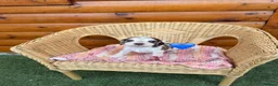 Cocker Spaniel dogs for sale: Kc reg Show type cocker spaniels  - Advert 6