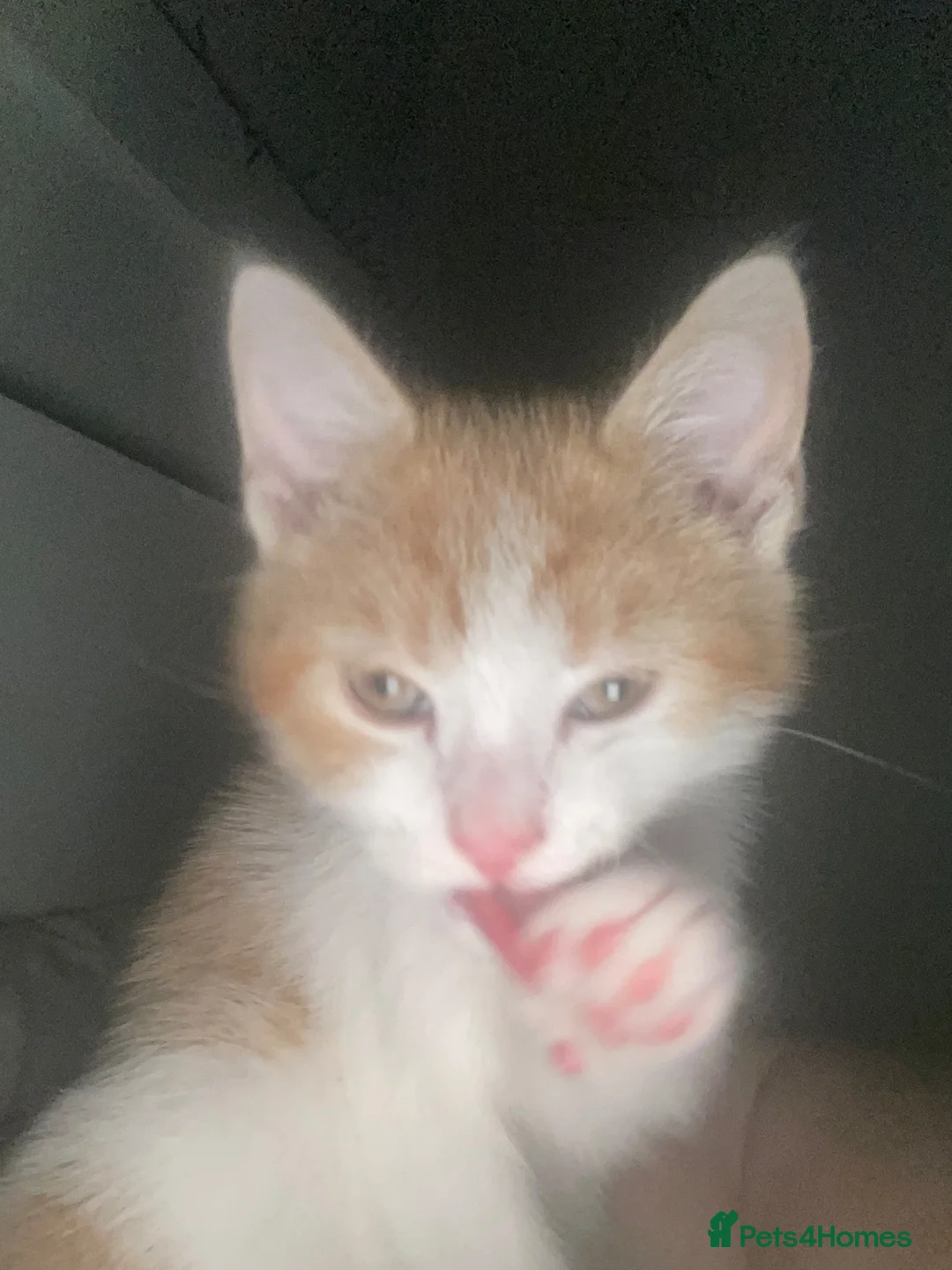 Domestic Shorthair cats for sale: Male 5 months old  in Leamington Spa - Advert 4