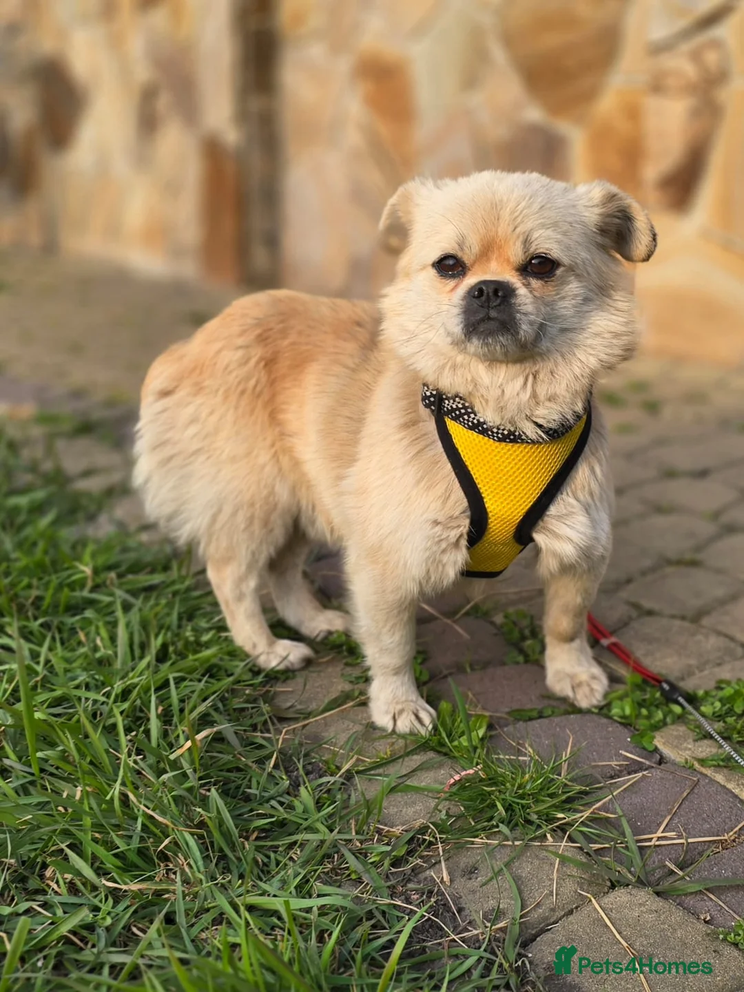 Mixed Breed dogs for adoption: 💙🐶 PUSHOK – A LITTLE CHARMER in Burton-on-Trent - Advert 2