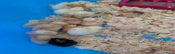 Chickens poultry for sale: Pekin bantam day old chicks - Advert 4