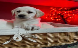 Labrador Retriever dogs for sale: KC, Champion Pedigree ,Extensively Health Tested - Image 11