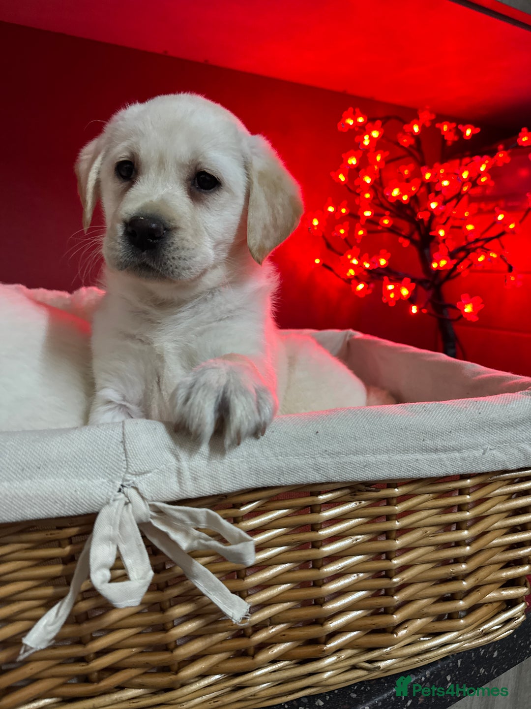 Labrador Retriever dogs for sale: KC, Champion Pedigree ,Extensively Health Tested - Image 11