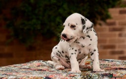Dalmatian dogs for sale: Looking for 5* homes   - Image 4