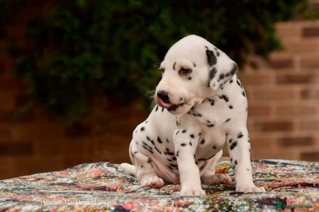 Dalmatian dogs for sale: Looking for 5* homes   - Image 4