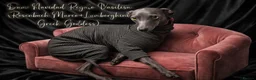 Italian Greyhound dogs for sale: Beautiful Italian Greyhound Puppies – 2 Girls, Boy - Advert 5