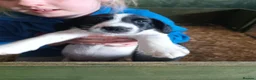 Sprocker dogs for sale: Quality Sprocker Spaniels  - Advert 9