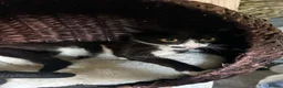 Mixed Breed cats for adoption: Mako for adoption in Kidlington - Advert 4