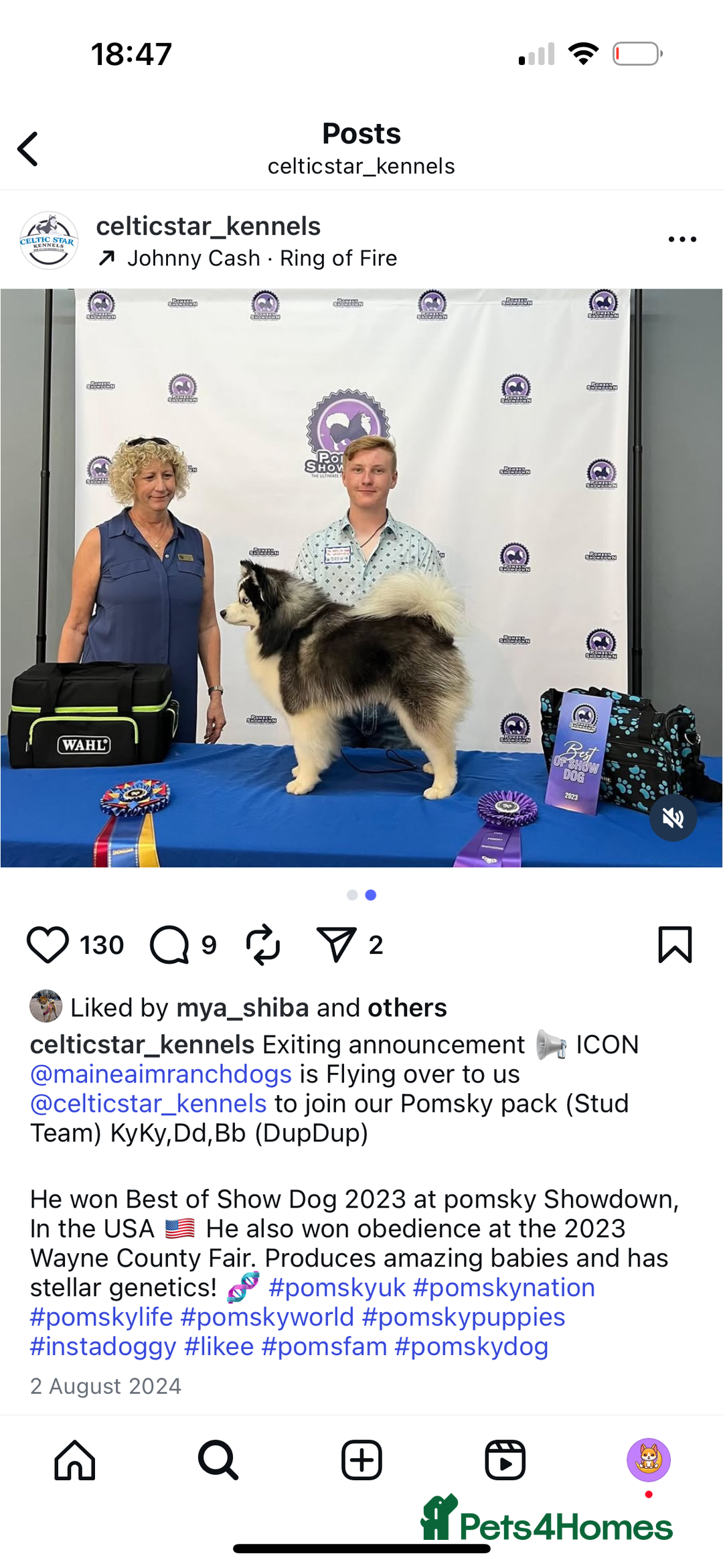Pomsky dogs for sale: Champion bloodline f4 pomskys - Image 24