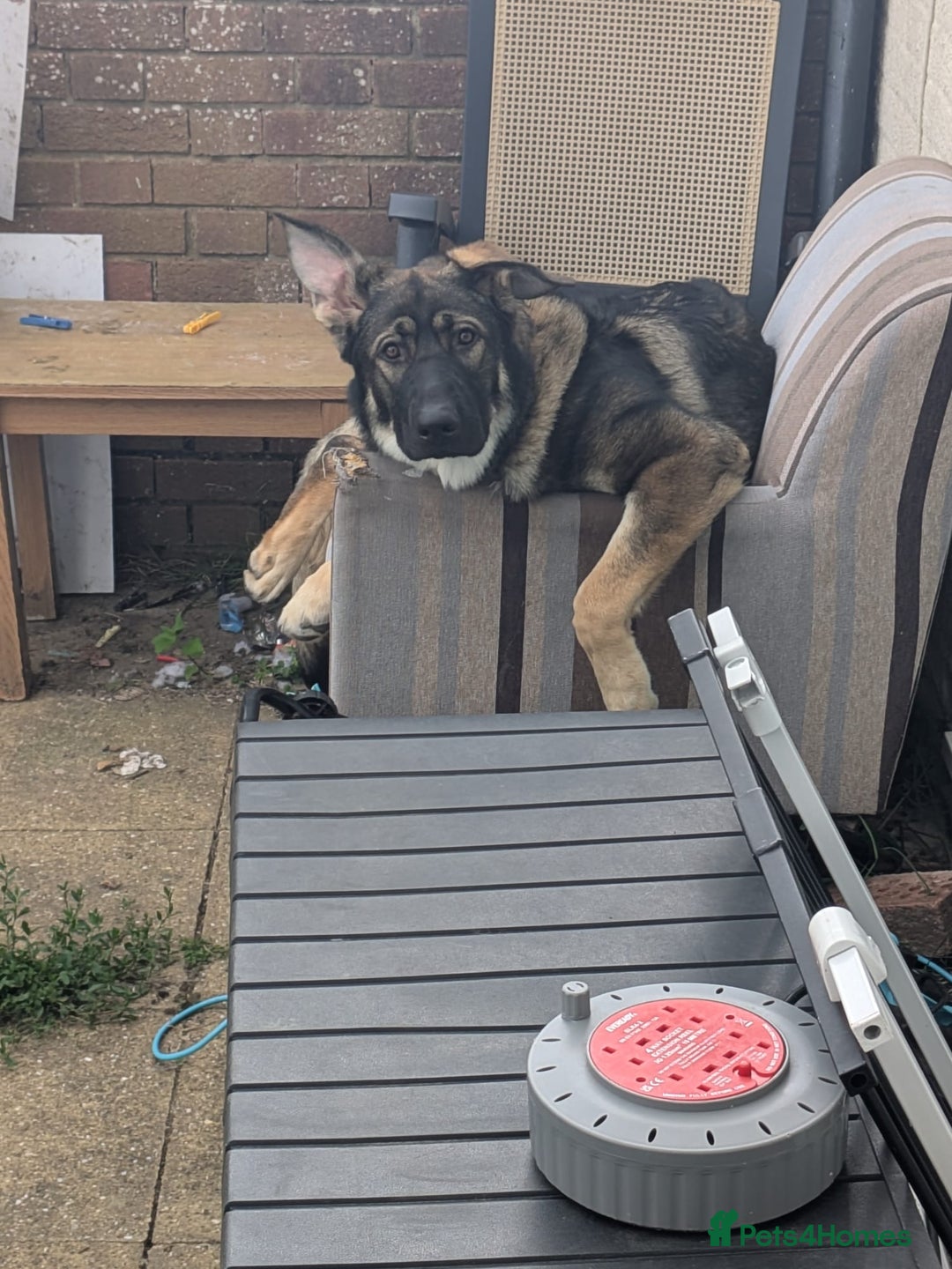 German Shepherd dogs for sale: German shepard  - Advert 1