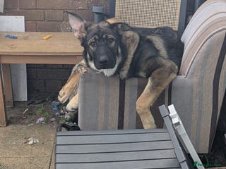 German Shepherd dogs German shepard - Advert 1