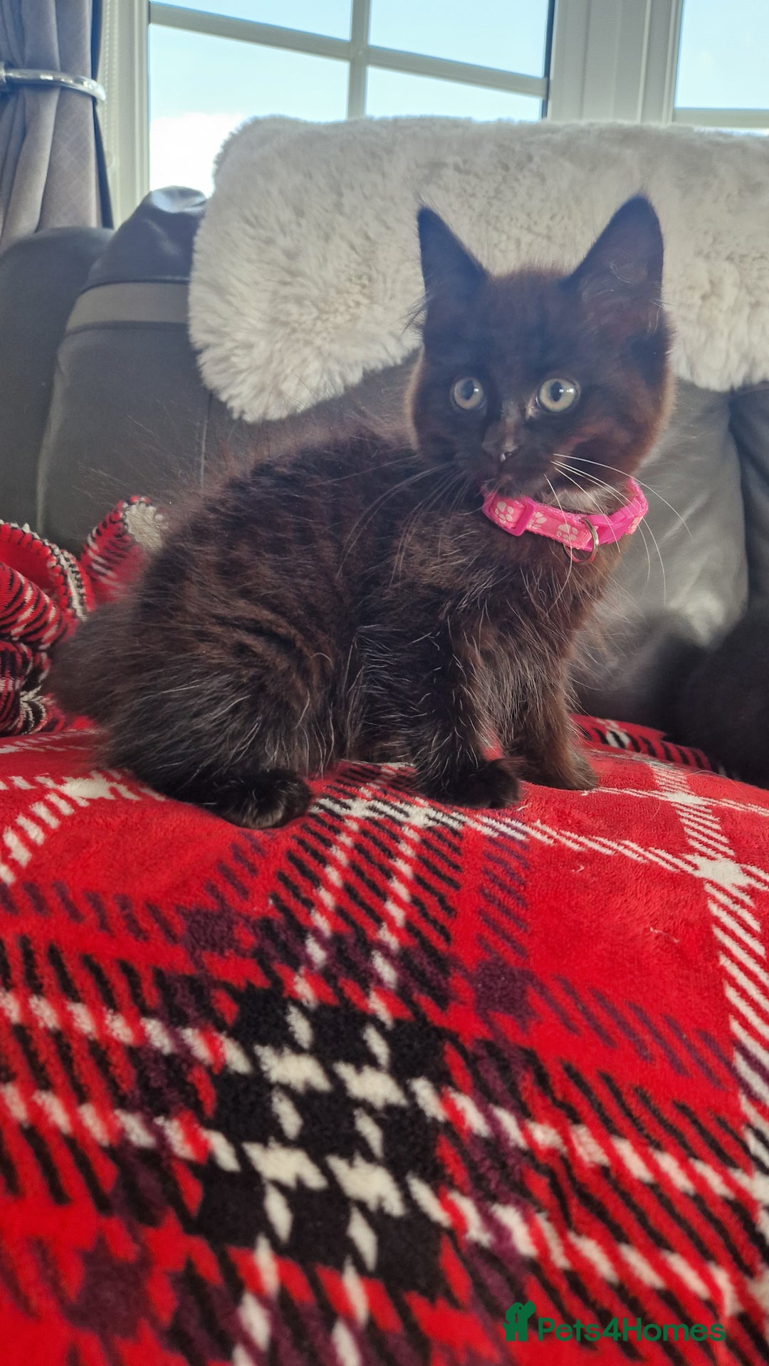 Mixed Breed cats for sale: Just 3 left 1 girl and 2 boys - Image 1