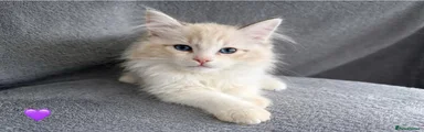 Ragdoll 2