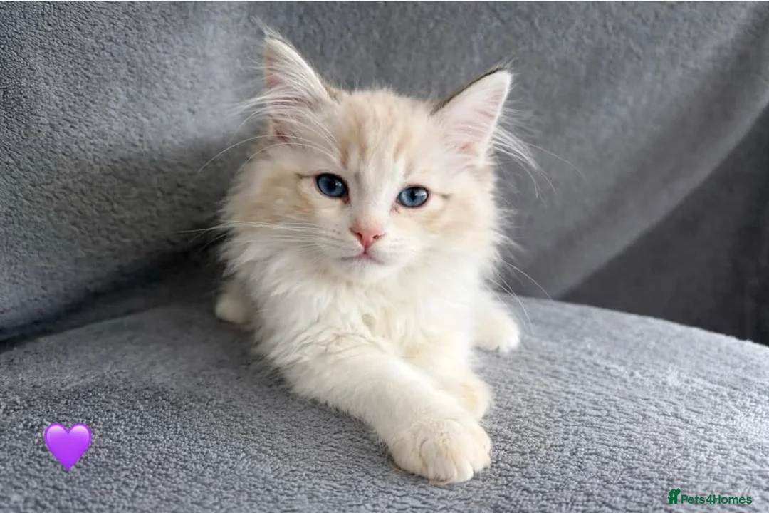 Ragdoll cats for sale: Ragdoll Kittens – Beautiful Blue-Eyed Babies - Advert 7