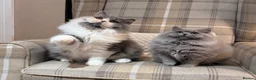British Longhair cats for sale: Stunning GCCF British longhair girl  - Advert 3