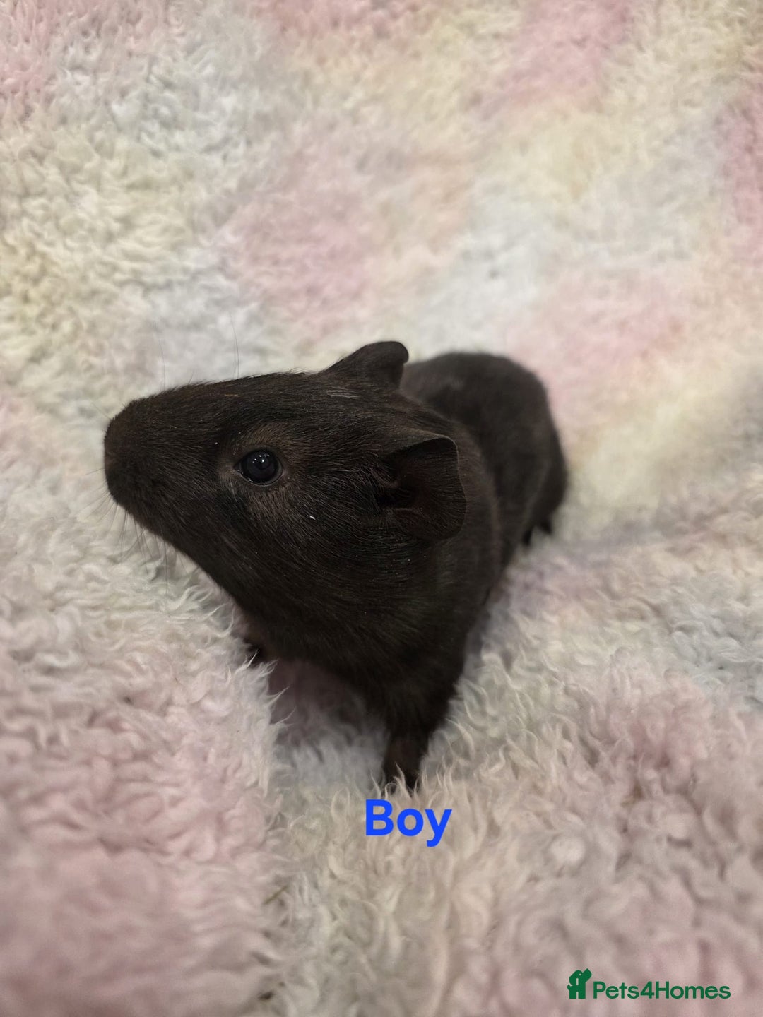 Guinea Pig rodents for sale: Baby Guinea Pigs for Sale 🐹 - Advert 5