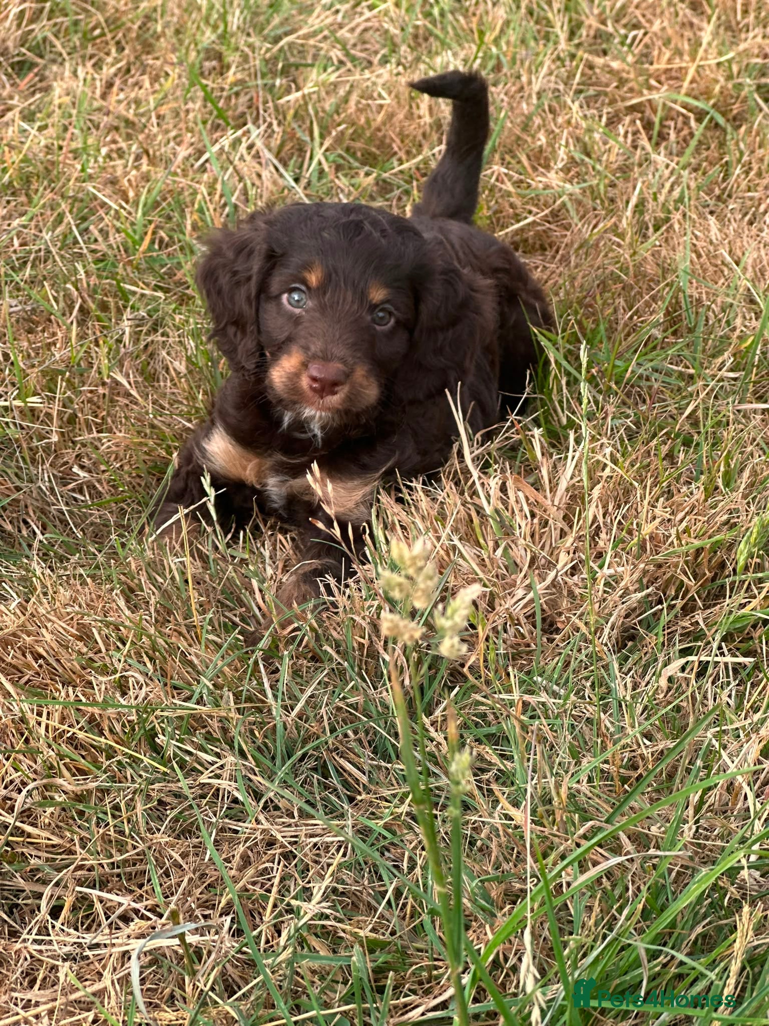 Cockapoo dogs Stunning litter of cockapoo puppies  - Advert 17