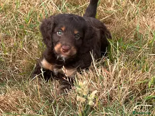 Cockapoo dogs Stunning litter of cockapoo puppies Ready Now - Advert 11