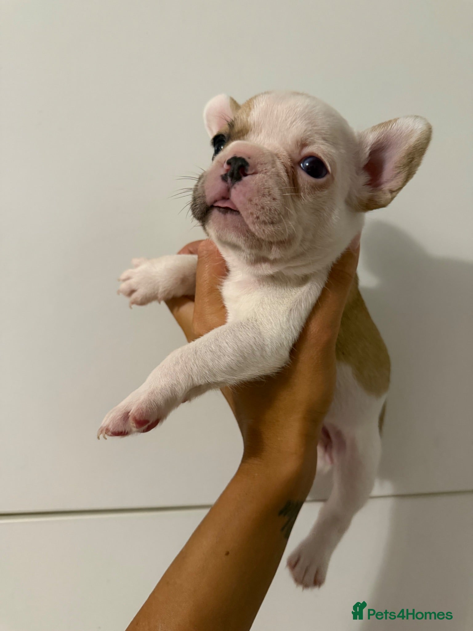 French Bulldog dogs French bulldog puppies  - Advert 1