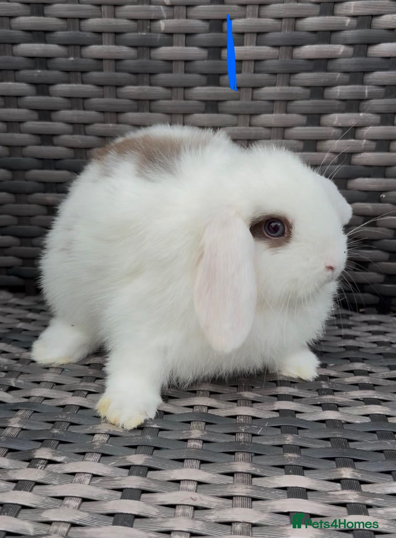 Mini Lop rabbits for sale: 4 male mini lop bunnies  - Advert 12