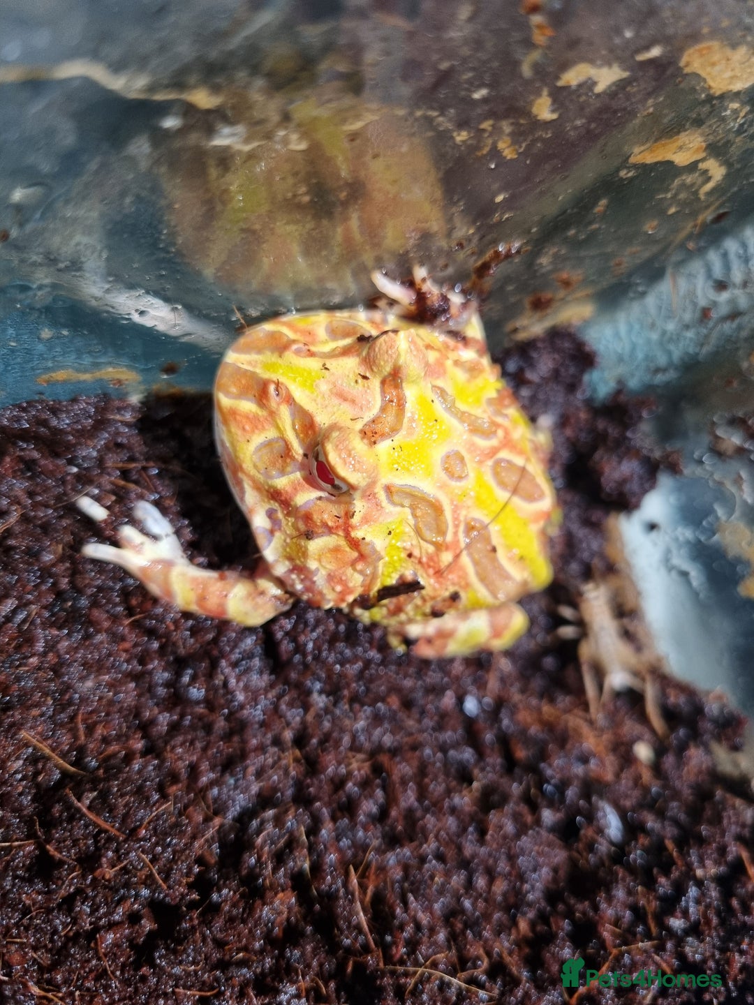 Frog reptiles for sale: Albino horned frog  - Advert 3