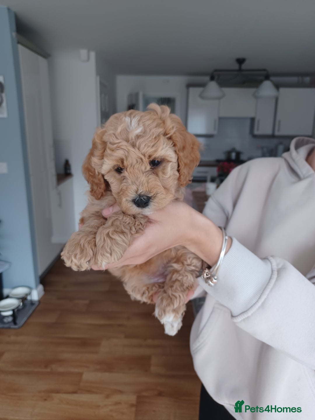 Cavapoo dogs for sale: 1 Female 4 Male - Image 16