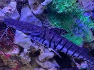 Catfish fish - Advert 19