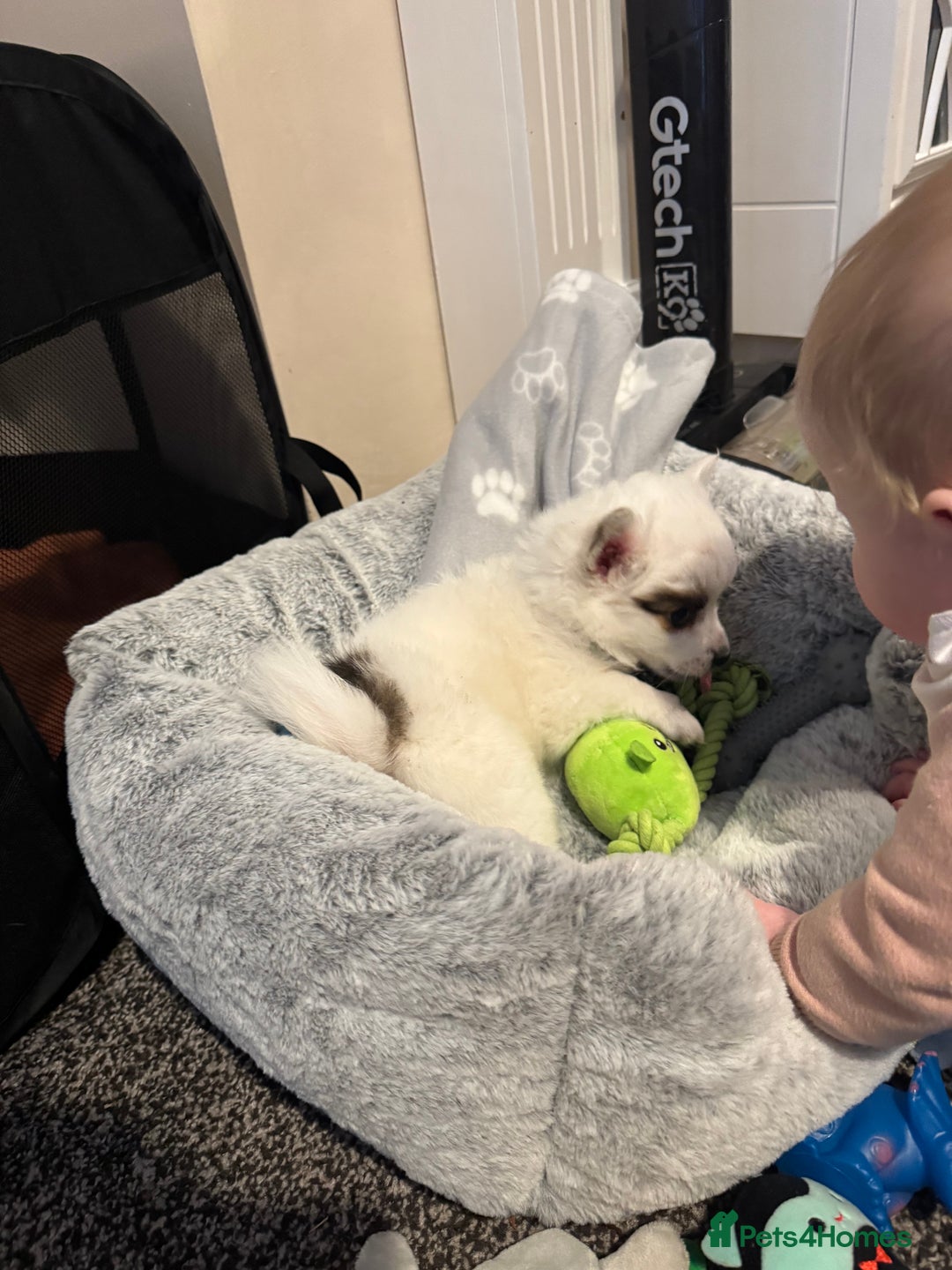 Mixed Breed dogs for sale: chihuahua, Pomeranian jack Russell puppy   - Advert 14