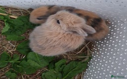 Lionhead rabbits for sale: Baby bunny's  - Advert 8