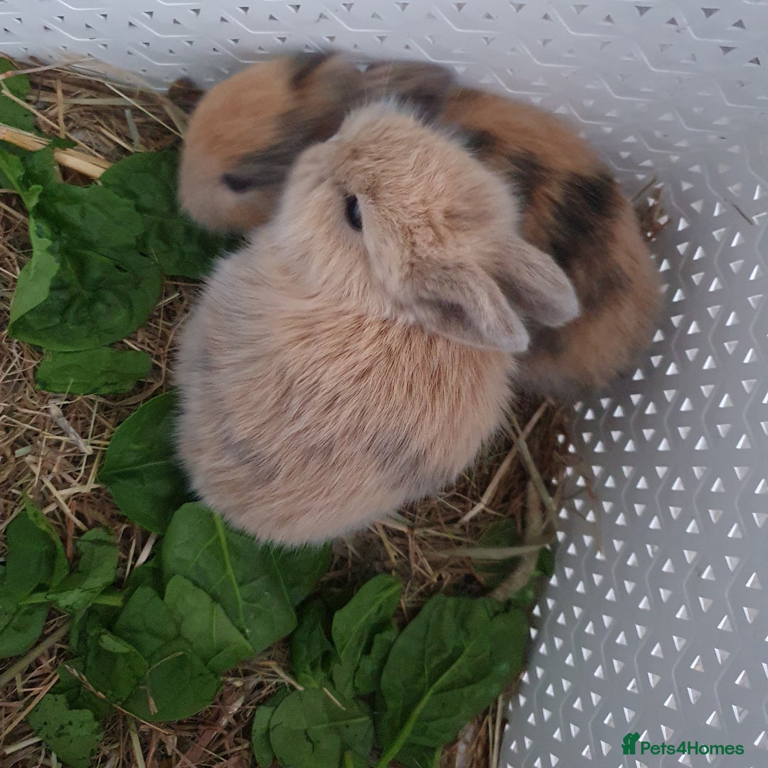 Lionhead rabbits for sale: Baby bunny's  - Advert 8