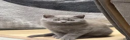 British Shorthair cats for sale: British shorthair kittens “READY NOW” - Advert 10
