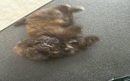 Shihpoo dogs for sale: Shih Tzu X poodle X Shihpoo - Image 23