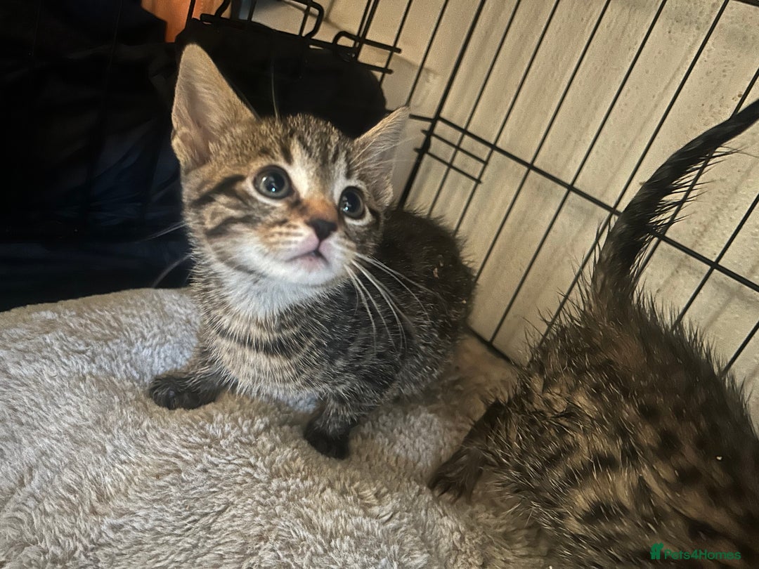 Mixed Breed cats for sale: Beautiful kittens  - Advert 4