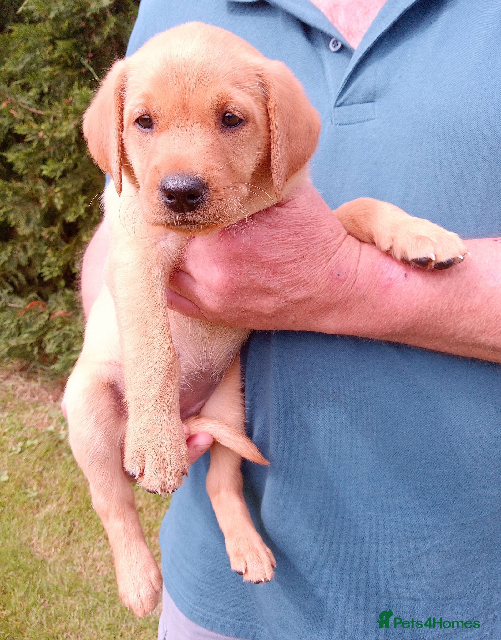Labrador Retriever dogs FTCH Sired, K C Reg, Extensively Health Tested - Advert 5