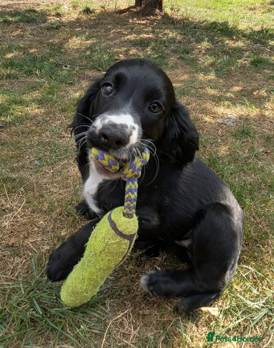 Cocker Spaniel dogs for sale: Beautiful Cocker Girl Pups, READY TO LEAVE-27.7.25 - Image 1