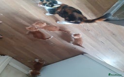Mixed Breed cats for sale: 4 ginger boys mixed breed - Image 6