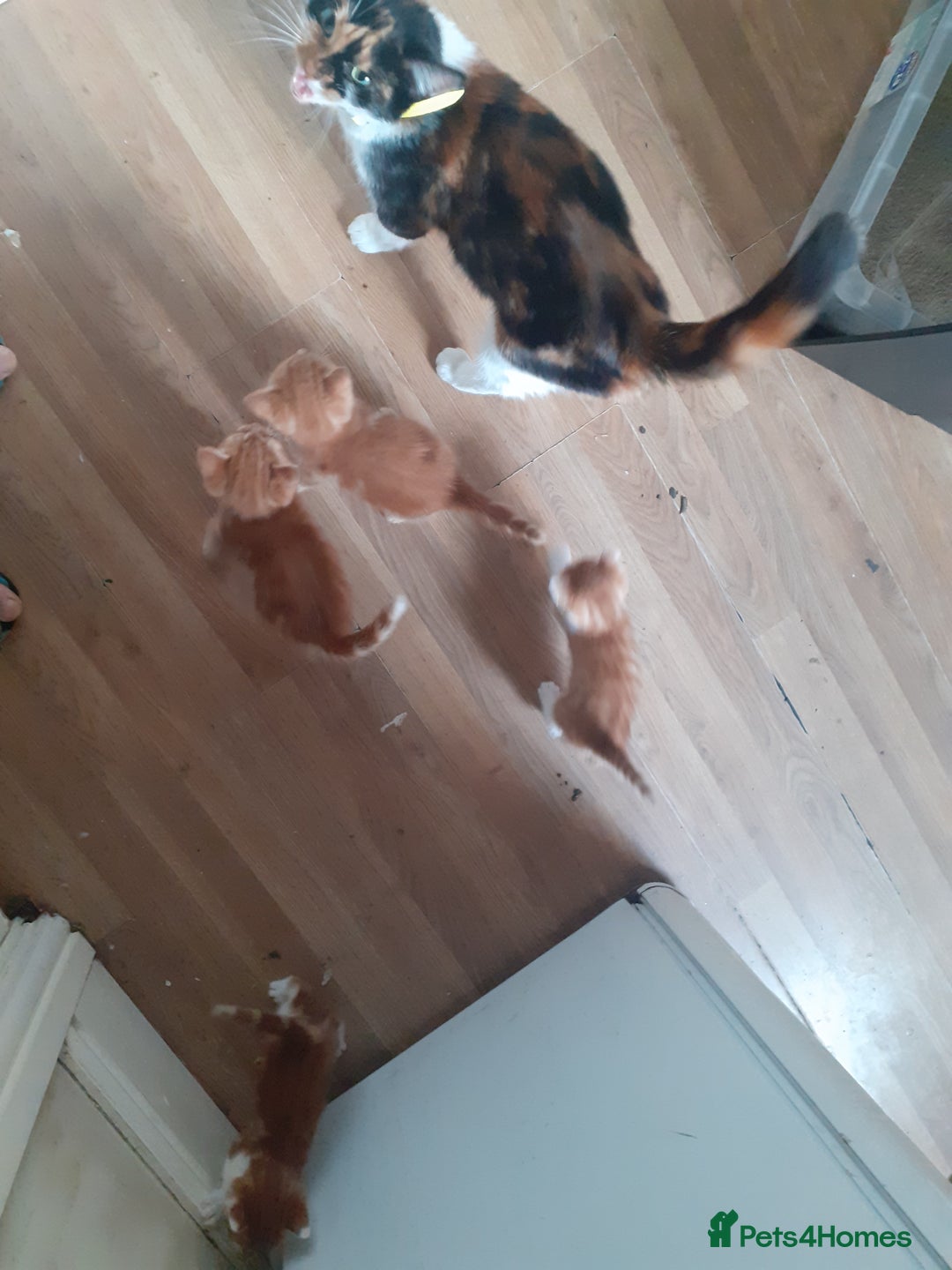 Mixed Breed cats for sale: 4 ginger boys mixed breed - Image 6