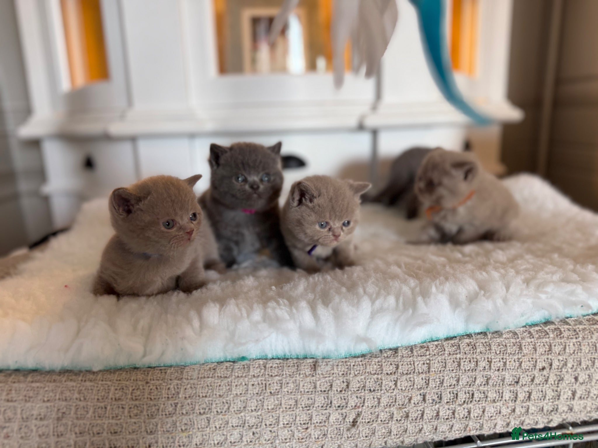 British Shorthair cats for sale: Beautiful British shorthair kittens  in Cardiff - Advert 4