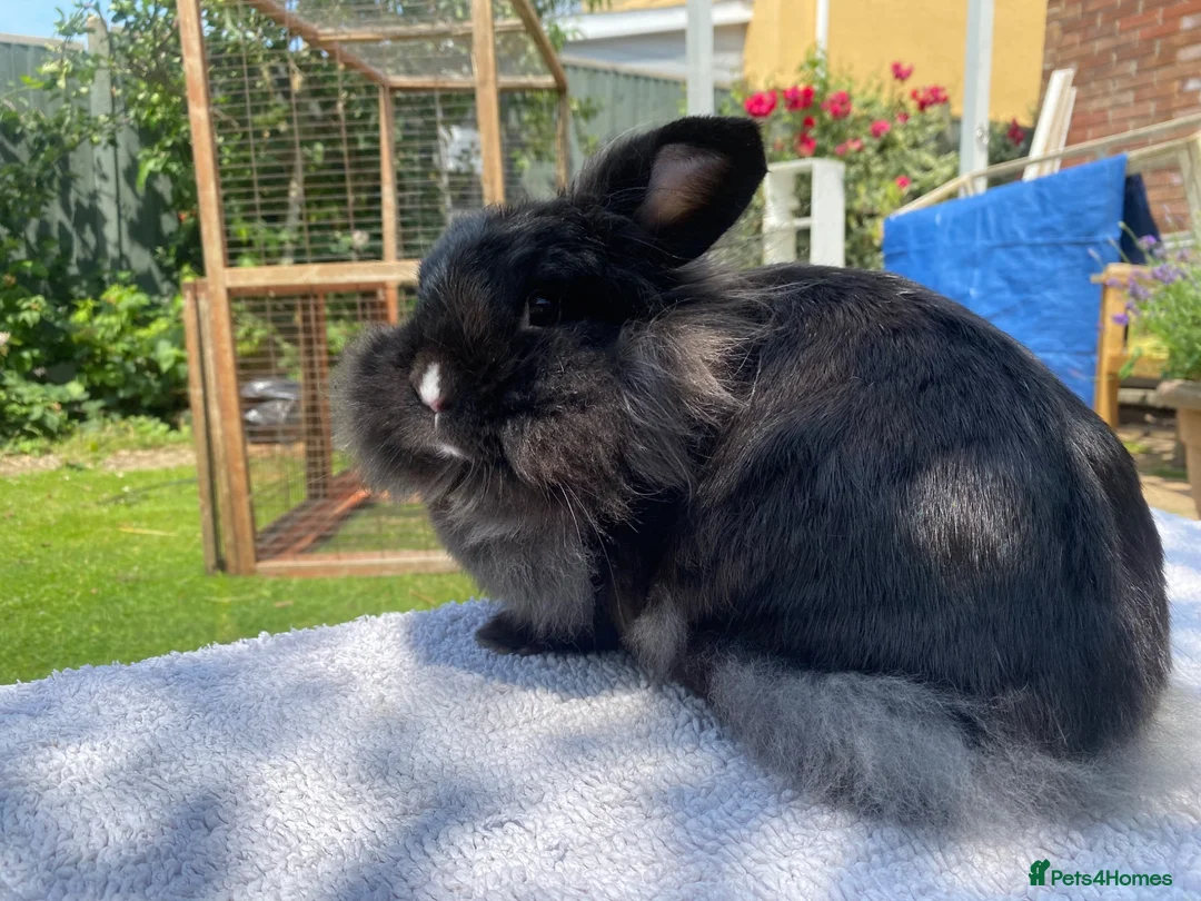 Mini Lion Lop rabbits for sale: Super tame mini lion lop  - Advert 2