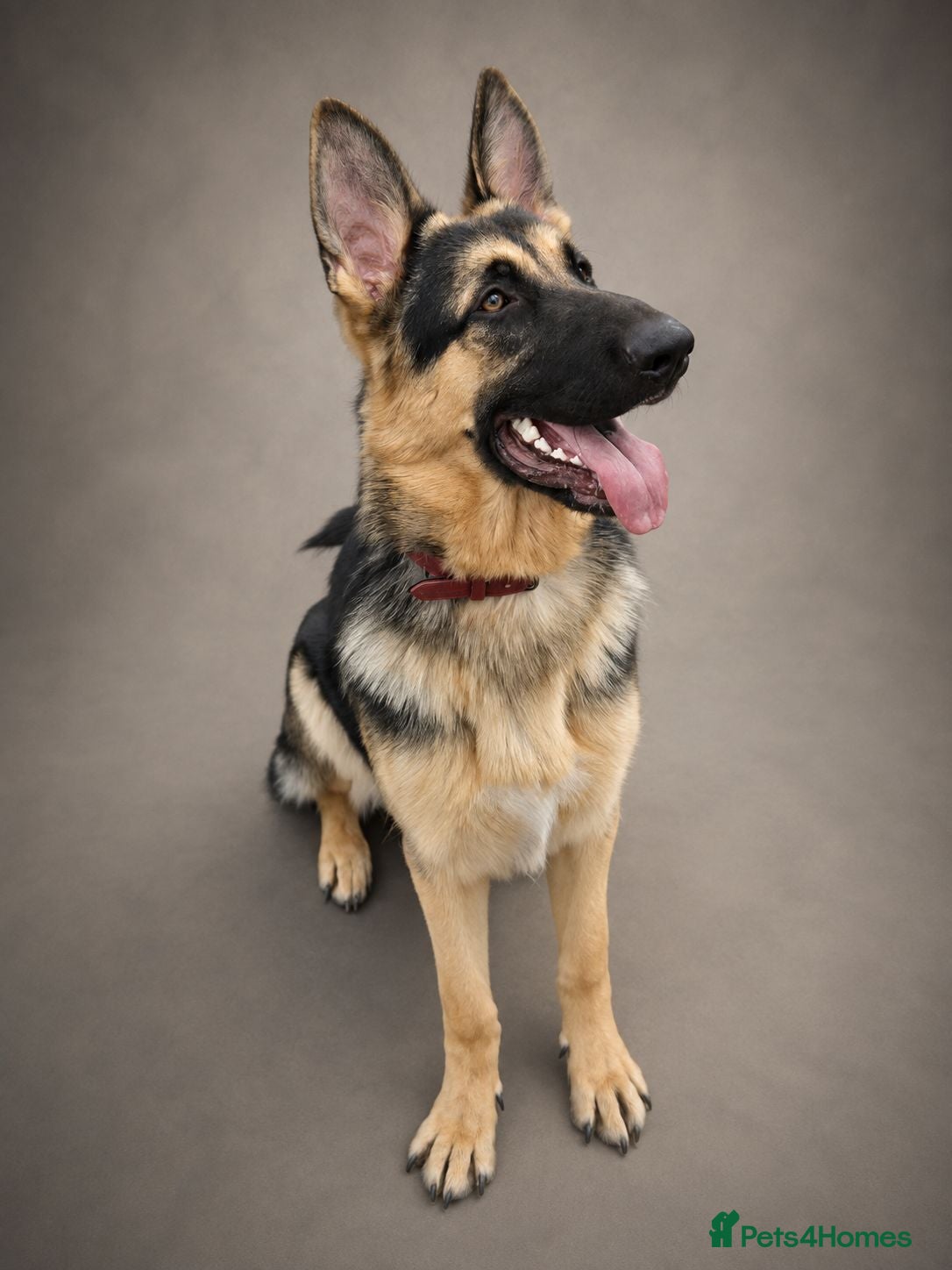 German Shepherd dogs Straight back B&T Stud - Advert 3