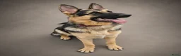 German Shepherd dogs for stud: Harvonock's King Koda @ stud - Advert 12