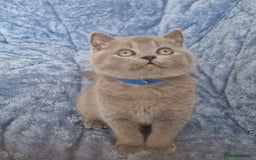 British Shorthair cats for sale: READY NOW, GCCF BLH & PET BSH PEDIGREE KITTENS - Image 15