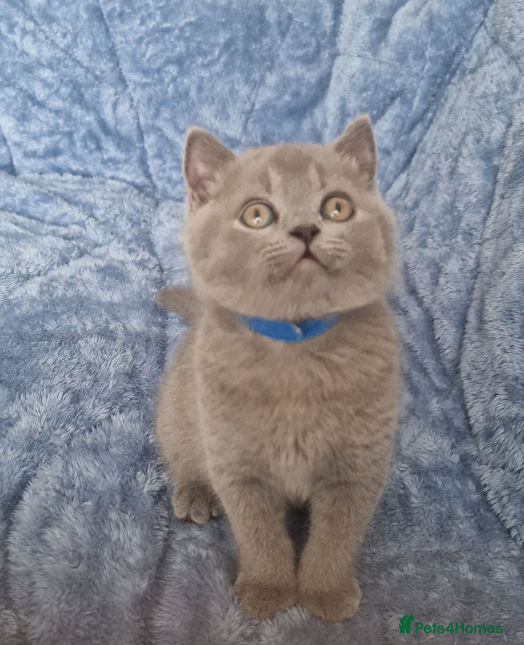 British Shorthair cats for sale: READY NOW, GCCF BLH & PET BSH PEDIGREE KITTENS - Image 15